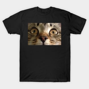 Tabby Kitten Eyes T-Shirt